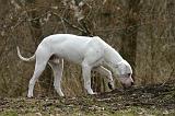 DOGUE ARGENTIN 491
